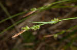 Fibrousroot sedge